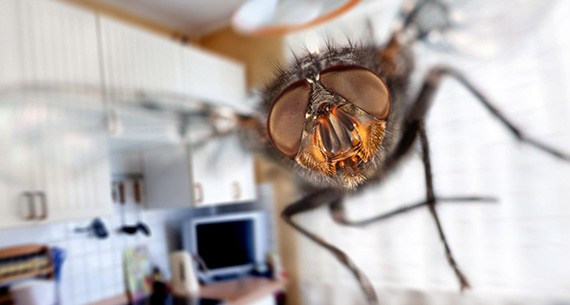 Mosquitoes & Flies Control in Delhi, Mosquitoes & Flies Control in Gurgaon, Mosquitoes & Flies Control in Noida, Mosquitoes & Flies Control in Greater Noida, Mosquitoes & Flies Control in Faridabad, Mosquitoes & Flies Control in Ghaziabad, Mosquitoes & Flies Control in Dwarka