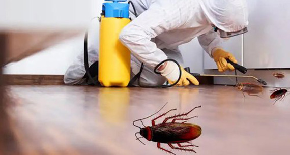 Cockroach Control in Delhi, Cockroach Control in Gurgaon, Cockroach Control in Noida, Cockroach Control in Greater Noida, Cockroach Control in Faridabad, Cockroach Control in Ghaziabad, Cockroach Control in Dwarka