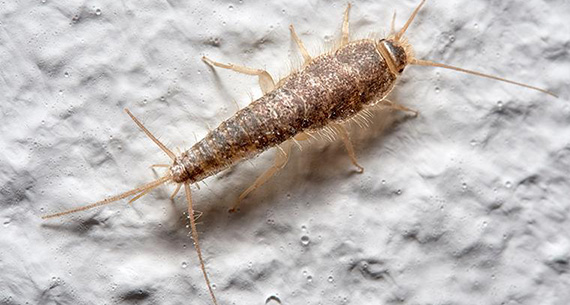 Silverfish Control in Delhi, Silverfish Control in Gurgaon, Silverfish Control in Noida, Silverfish Control in Greater Noida, Silverfish Control in Faridabad, Silverfish Control in Ghaziabad, Silverfish Control in Dwarka