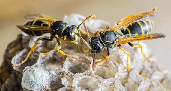 Wasps Control in Delhi, Wasps Control in Gurgaon, Wasps Control in Noida, Wasps Control in Greater Noida, Wasps Control in Faridabad, Wasps Control in Ghaziabad, Wasps Control in Dwarka
